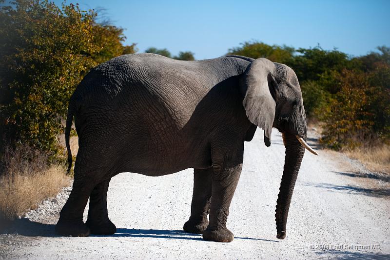 20090610_140301 D3 X1.jpg - Blocking traffic. Etosha